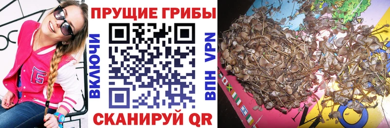 где продают наркотики  даркнет состав  Псилоцибиновые грибы Cubensis  Нефтеюганск 
